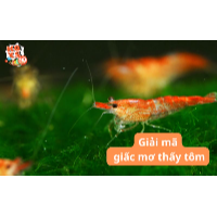 Giải mã toàn tập giấc mơ thấy tôm và các con số liên quan
