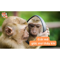 Giải mã ý nghĩa khi mơ thấy khỉ và con số may mắn liên quan