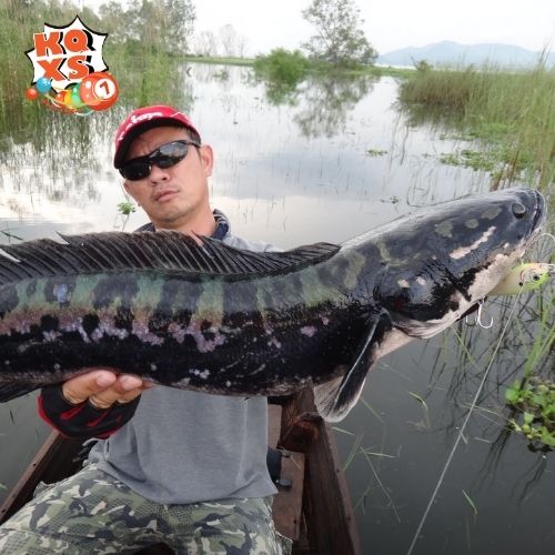 Mơ thấy câu được cá lóc