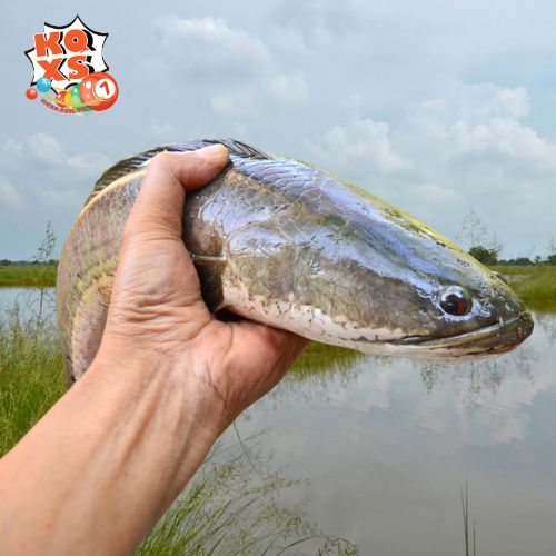 Con số may mắn liên quan đến giấc mơ thấy cá lóc?