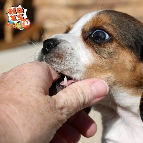 Giấc mơ thấy chó cắn tay và những con số thần tài bạn không thể bỏ qua!
