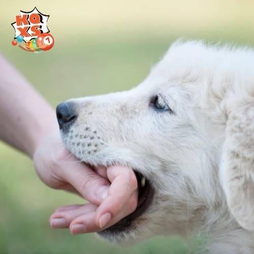 Mơ thấy chó cắn tay báo hiệu gì? Con số may mắn là bao nhiêu?