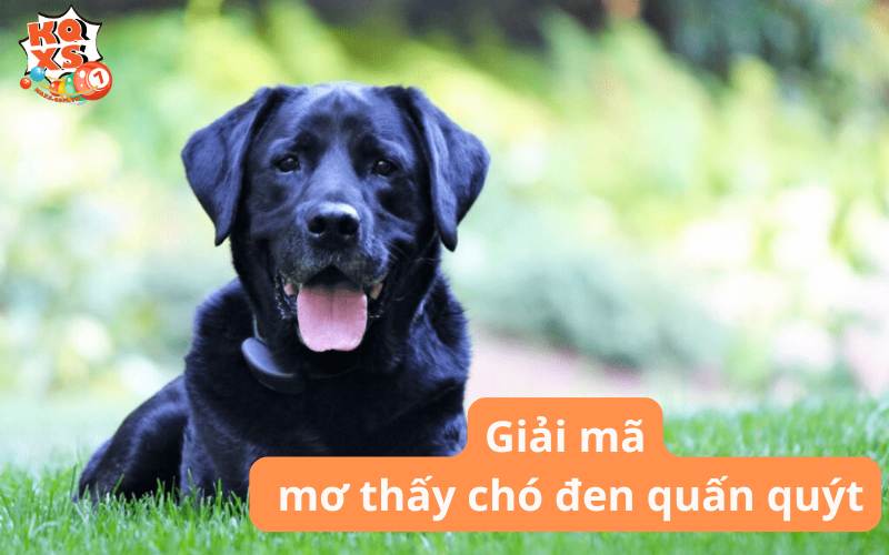 Mơ thấy chó đen quấn quýt là tốt hay xấu? Gợi ý con số may mắn