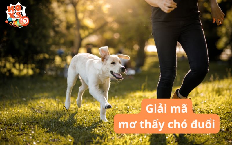 Mơ thấy chó đuổi: Điềm báo gì? Con số may mắn là bao?