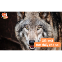 Mơ thấy chó sói là điềm lành hay xui? 10 trường hợp phổ biến nhất