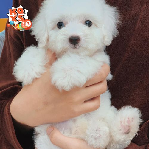 Mơ thấy người khác tặng chó trắng – Báo hiệu chuyện tình cảm tốt đẹp