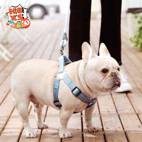 Mơ thấy bản thân dắt chó trắng đi dạo – Mong muốn có người đồng hành