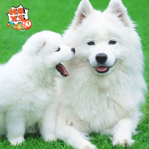 Mơ thấy nuôi chó trắng – Cần quan tâm hơn đến các mối quan hệ