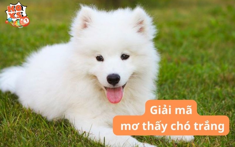 Mơ thấy chó trắng báo hiệu điều gì sắp xảy đến với bạn?