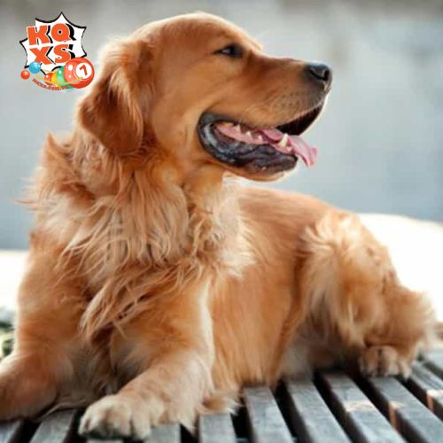 Mơ thấy chó vàng chung chung – Biểu hiện của sự hài hòa nội tâm
