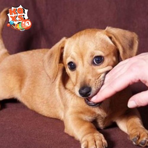 Mơ thấy bị chó vàng cắn – Lời cảnh tỉnh về sự thiếu cảnh giác