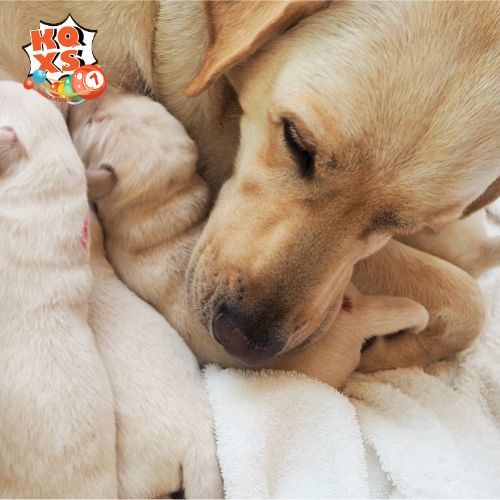 Mơ thấy chó vàng sinh con – Sự khởi đầu và năng lượng tích cực