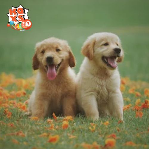 Mơ thấy đàn chó vàng con – Sự đủ đầy trong cảm xúc