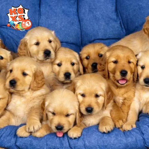 Mơ thấy nhiều chó vàng – Thịnh vượng và đủ đầy