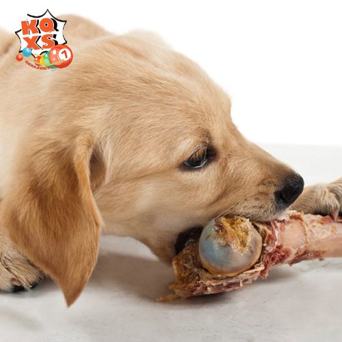 Mơ thấy chó vàng gặm xương – Biểu tượng của sự hưởng thụ thành quả