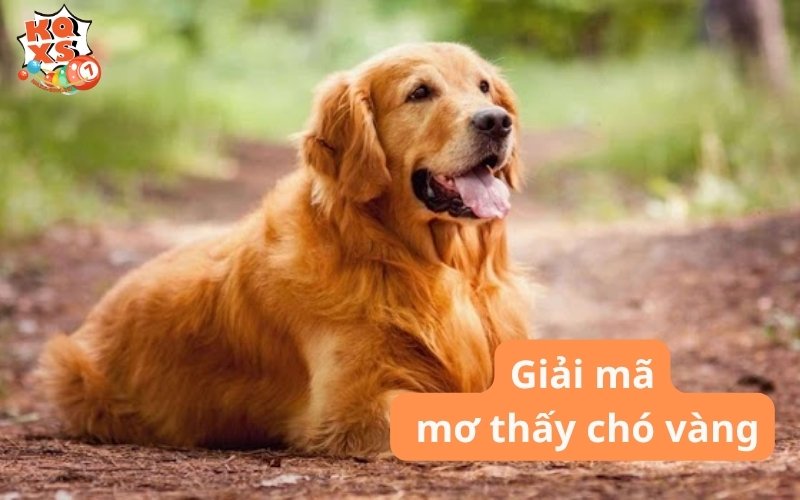 Mơ thấy chó vàng phản ánh điều gì trong cuộc sống của bạn?