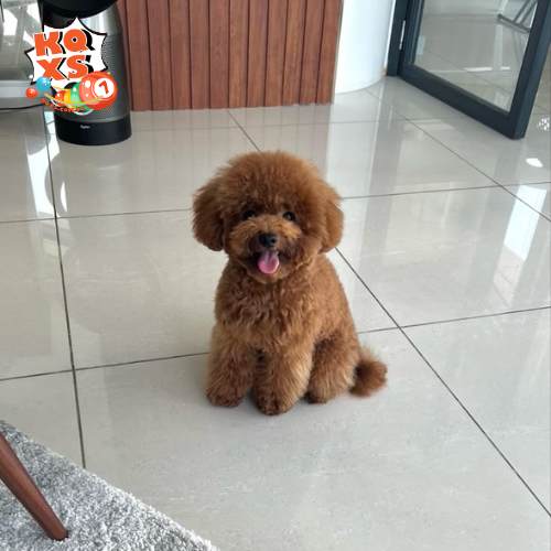 Mơ thấy chó con vào nhà