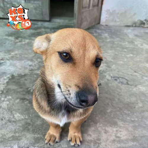 Những điều cần quan tâm khi thấy chó vào nhà trong giấc mơ