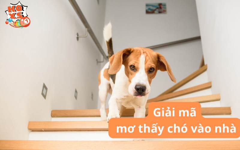 Mơ thấy chó vào nhà có ý nghĩa gì? Con số tài lộc liên quan