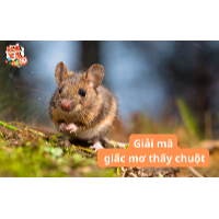 Mơ thấy chuột báo hiệu điều gì? 90% người từng mơ đều bất ngờ