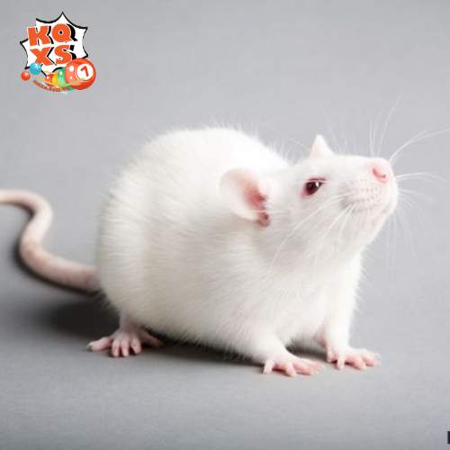 Con số may mắn khi mơ thấy chuột cắn