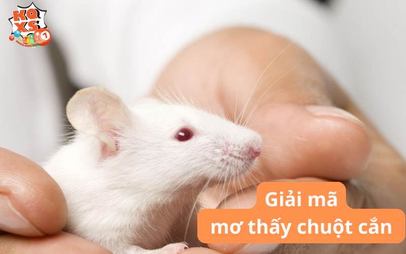 Giải mã chi tiết giấc mơ thấy chuột cắn và con số may mắn