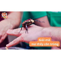 Mơ thấy côn trùng (kiến, bọ, gián…): Giải mã và ý nghĩa con số