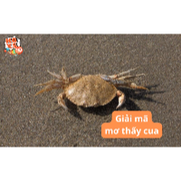 Mơ thấy cua là điềm gì? Giải nghĩa giấc mơ và con số may mắn