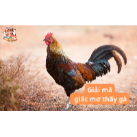 Mơ thấy gà là điềm gì? Giải mã giấc mơ thấy gà chi tiết