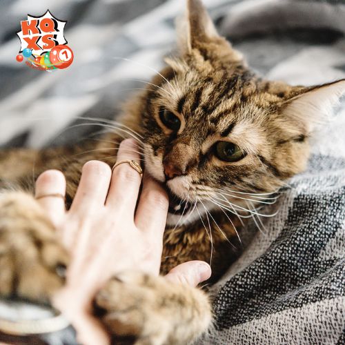 Tùy vào vị trí mèo cắn trong mơ mà ảnh hưởng đến thông điệp từ tiềm thức