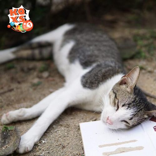 Thông điệp ẩn chứa trong giấc mơ thấy mèo chết