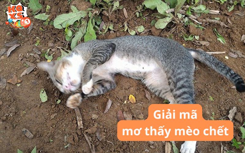Mơ thấy mèo chết là điềm gì? Giải mã & con số may mắn