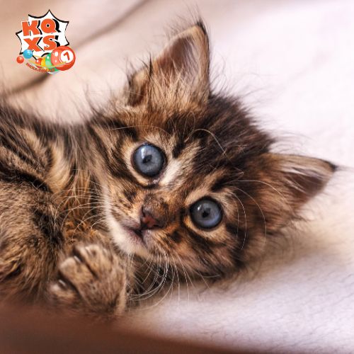 Mơ thấy mèo con có ý nghĩa gì?