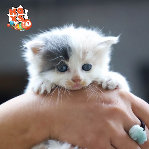 Nằm mơ thấy ôm mèo con