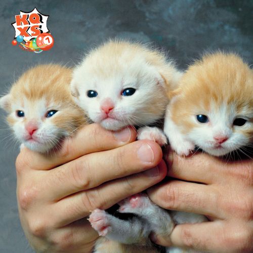 Nằm mơ thấy cả đàn mèo con