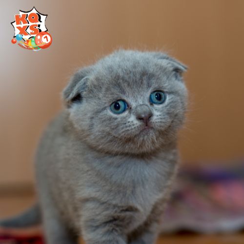 Con số may mắn liên quan đến giấc mơ mơ thấy mèo con