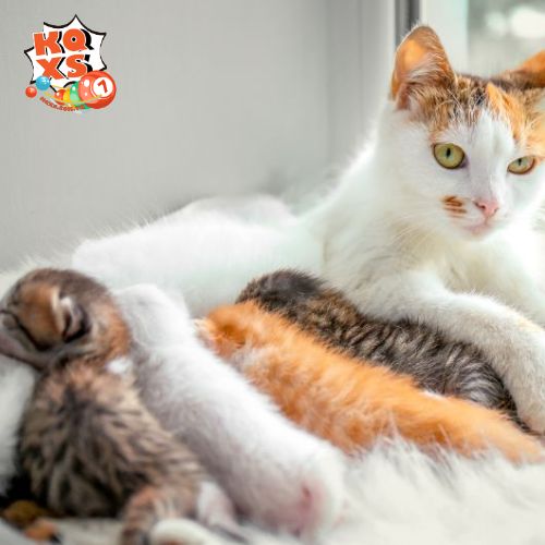 Thông điệp sâu sắc từ giấc mơ thấy mèo đẻ trong cuộc sống