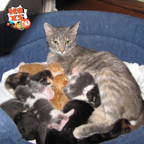 Ý nghĩa giấc mơ mèo hoang đẻ trong nhà và những thay đổi sắp tới