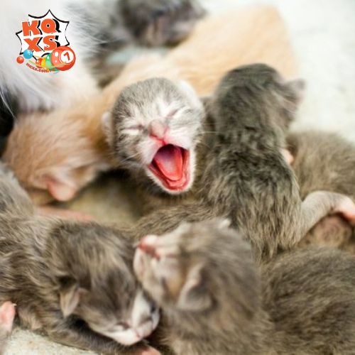 Ý nghĩa giấc mơ mèo đẻ trong lòng mình và sự ấp ủ sâu kín