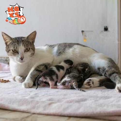 Những con số may mắn khi mơ thấy mèo đẻ
