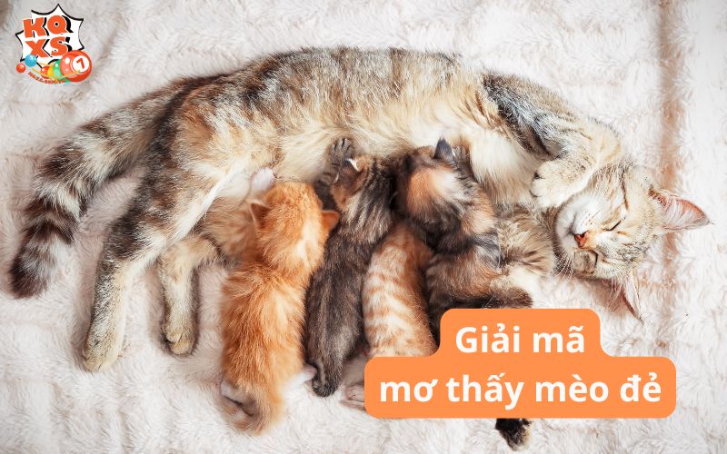 Nằm mơ thấy mèo đẻ: Dự báo tương lai & con số may mắn
