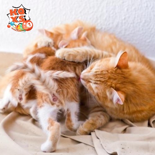 Mơ thấy mèo vàng đẻ con – Trách nhiệm và cơ hội