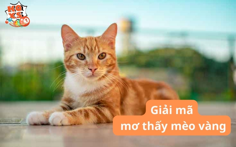 Mơ thấy mèo vàng là điềm lành hay xui? Số nào may mắn