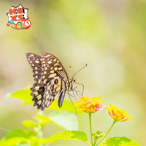 Con số may mắn khi nằm mơ thấy bướm