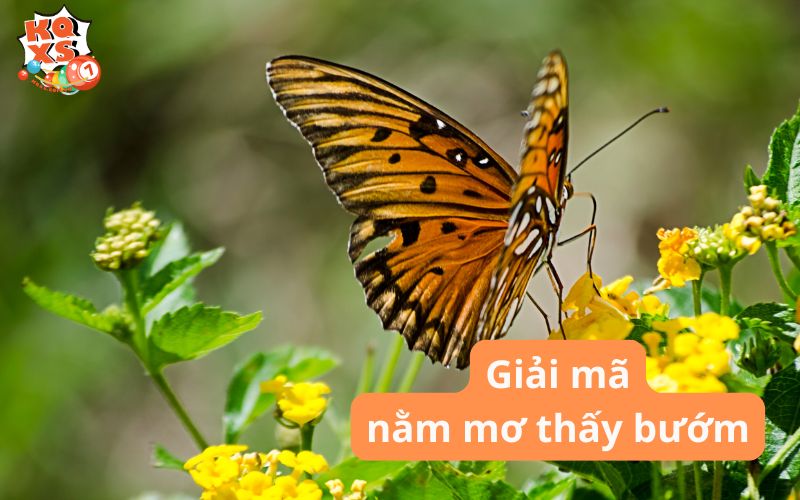 Giải mã giấc mơ nằm mơ thấy bướm và những điều bạn chưa biết