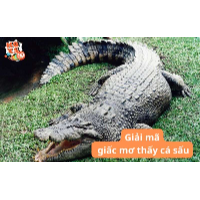 Nằm mơ thấy cá sấu: Điềm báo chi tiết và con số ứng nghiệm