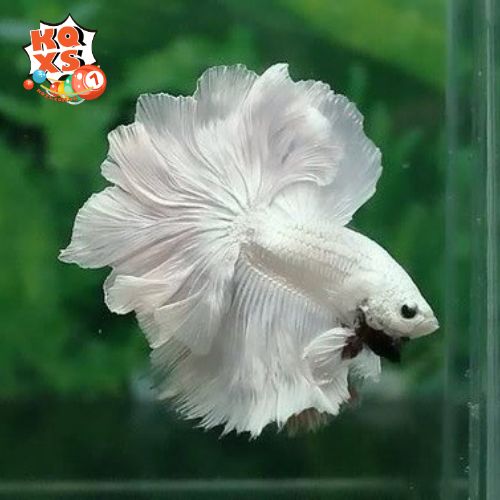 Nằm mơ thấy cá trắng trong giếng nước