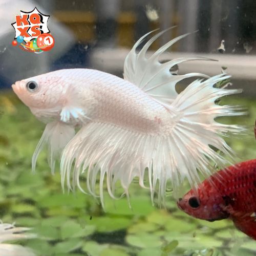 Mơ thấy có người tặng cá trắng cho mình