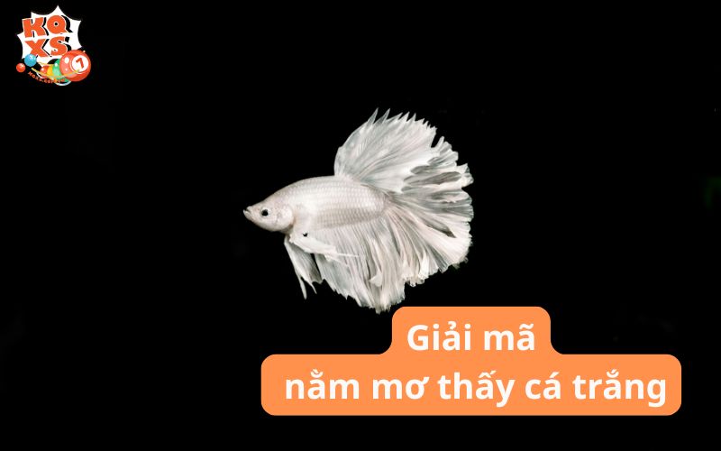 Nằm mơ thấy cá trắng là điềm gì? Tài lộc hay điềm báo xui rủi?