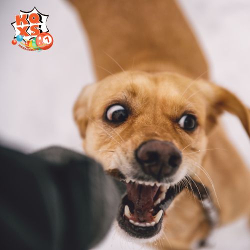 Ý nghĩa tâm linh của giấc mơ thấy chó cắn vào tay không chảy máu